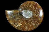 Polished, Agatized Ammonite (Cleoniceras) - Madagascar #88056-1